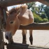 Kinderfeuerwehr - Tagesausflug in das Wisentgehege Springe 11.08.2018